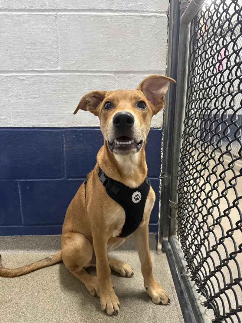 A young medium-sized male Rhodesian Ridgeback dog named Toffee for adoption in Sterling, MA
