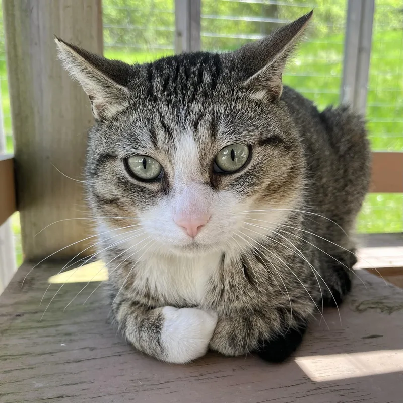 An adult medium-sized male Tabby (Buff / Tan / Fawn) Domestic Short Hair cat named Benny for adoption in Victor, NY