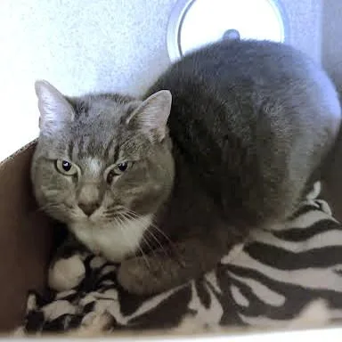 An adult medium-sized female Domestic Short Hair cat named Simone for adoption in Washington, DC