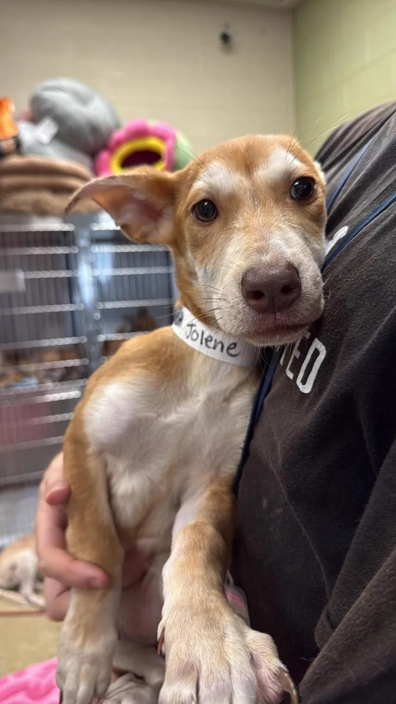 A baby medium-sized female Shepherd dog named Jolene for adoption in Rockwall, TX