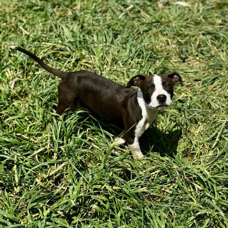 A baby medium-sized male Black Mixed Breed dog named Jagger for adoption in Huntsville, AL