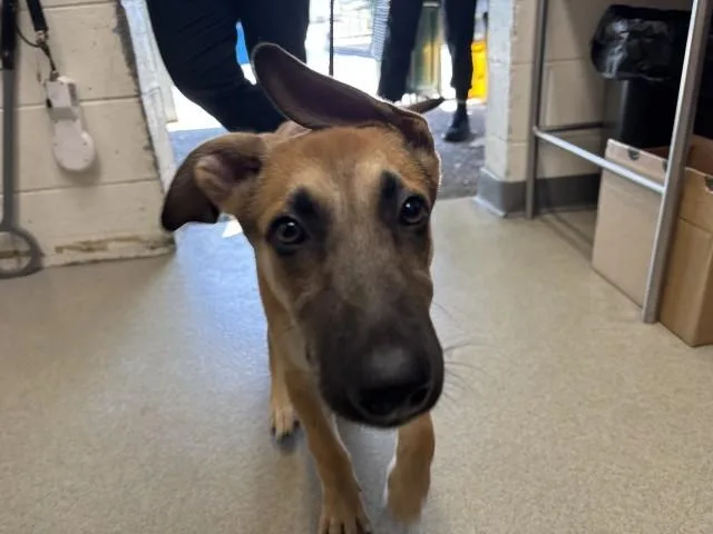 A baby small-sized male Belgian Shepherd / Malinois dog named Phoenix for adoption in San Bernardino, CA