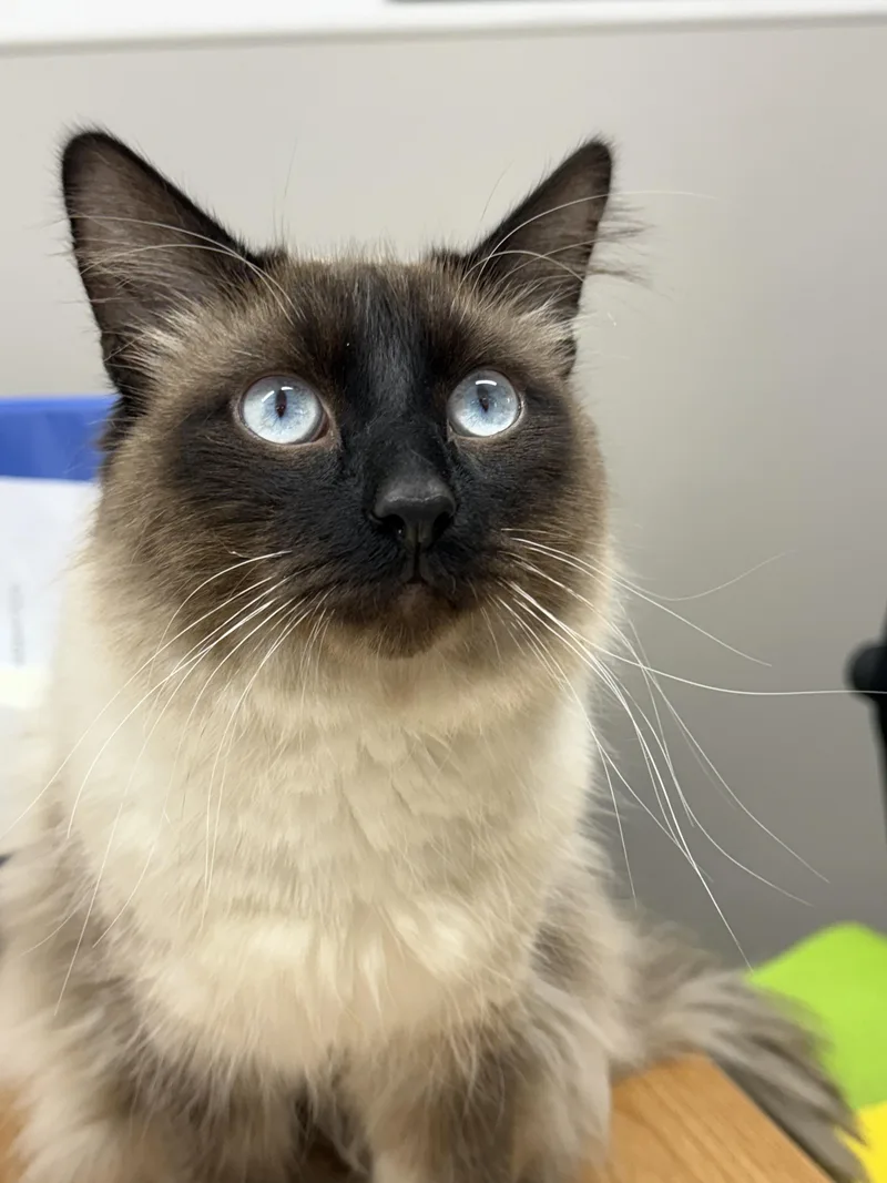 An adult medium-sized male Chocolate Point Siamese cat named Sam for adoption in Jamestown, ND