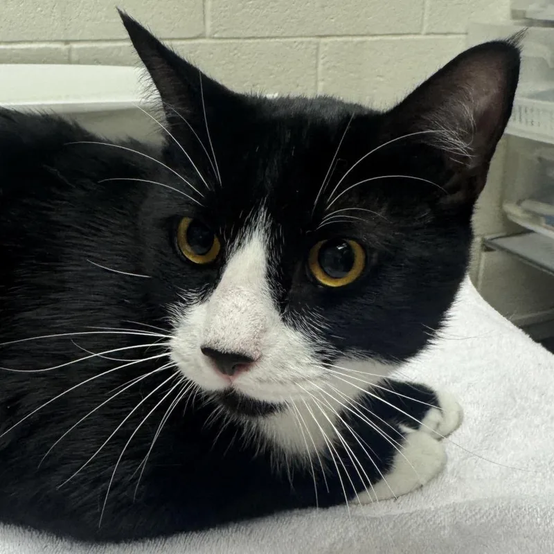 A young large-sized male Black Domestic Short Hair cat named Danny D. for adoption in Murray, UT