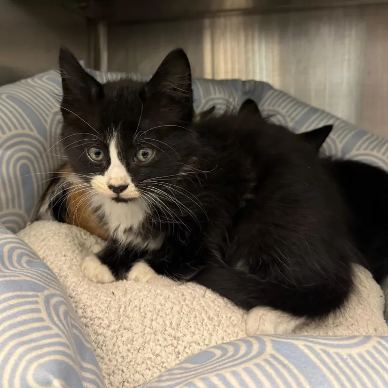 A baby small-sized male Black Domestic Short Hair cat named Rollie for adoption in League City, TX