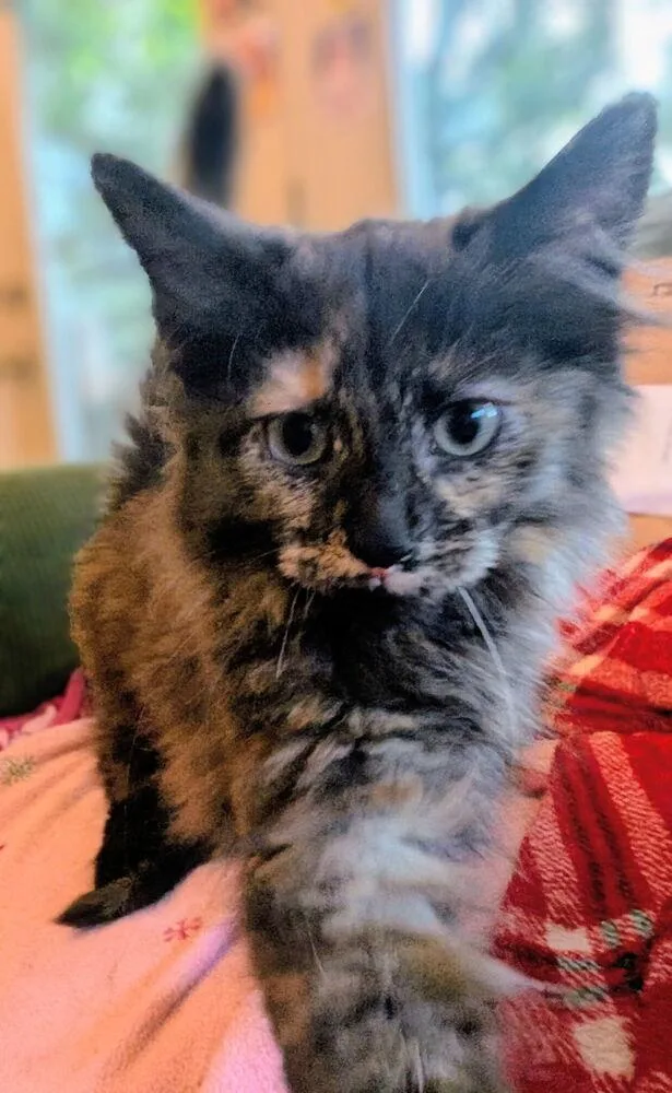 A baby small-sized female Domestic Short Hair cat named Cayenne for adoption in Dayton, OH