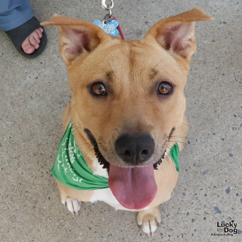 A young large-sized female Shepherd dog named Apple Cider for adoption in Washington, DC