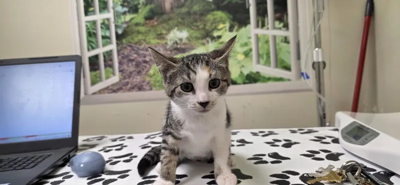 A young medium-sized female Domestic Short Hair cat named Elsa for adoption in Lancaster, PA