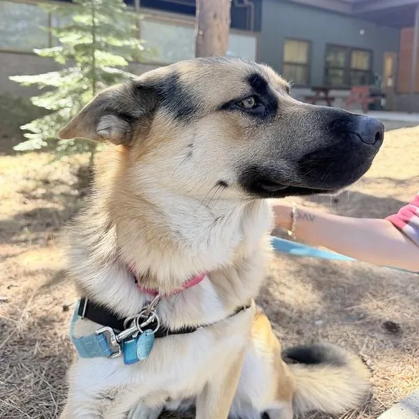 An adult large-sized male Mixed Breed dog named Monty for adoption in Truckee, CA