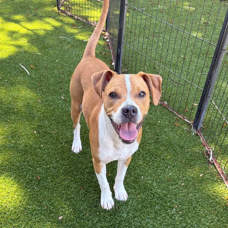 A baby medium-sized male Yellow / Tan / Blond / Fawn Mixed Breed dog named Bingo for adoption in LOXAHATCHEE, FL