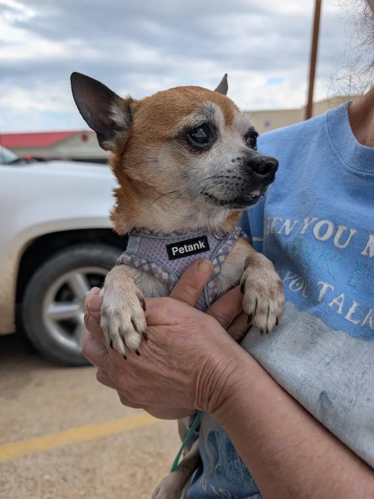 A senior small-sized male Red / Chestnut / Orange Chihuahua dog named Buddy MA for adoption in Bryan, TX