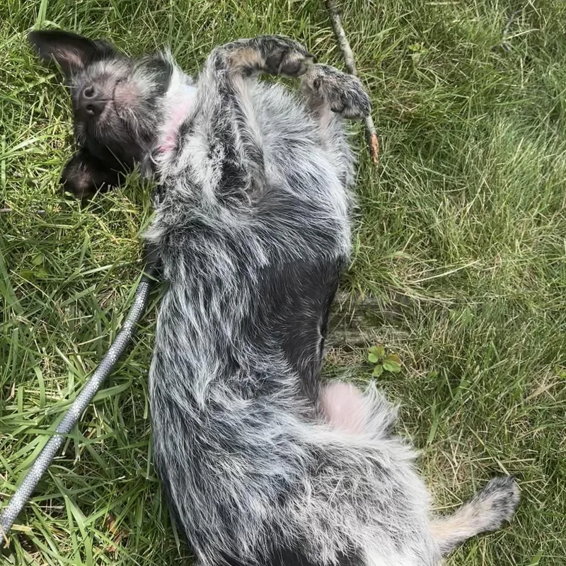 A young small-sized female Harlequin Miniature Schnauzer dog named Piper for adoption in Guilford, CT