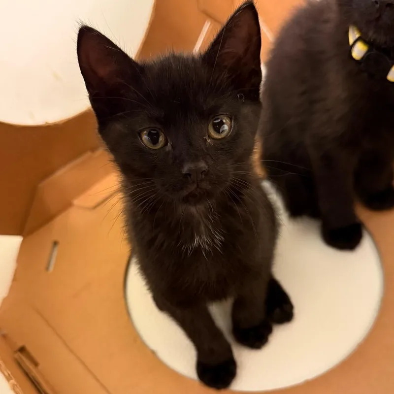 A baby small-sized female Black Domestic Short Hair cat named Onyx for adoption in Germantown, MD
