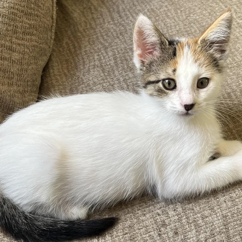 A baby small-sized female Calico Domestic Short Hair cat named CoCo for adoption in Richland, MI