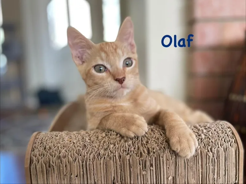 Olaf thumbnail 2