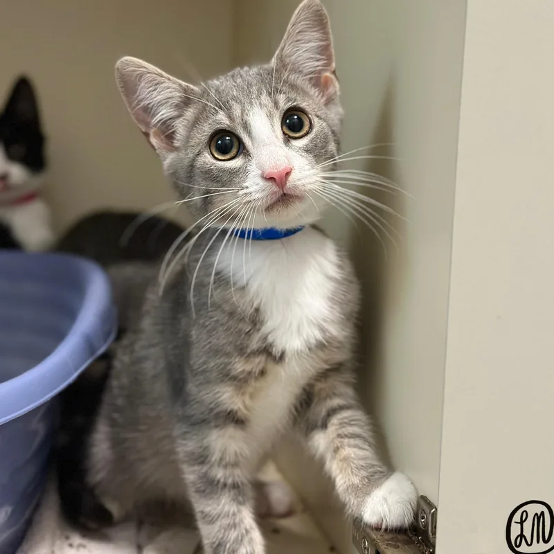 A baby medium-sized male Gray & White Domestic Short Hair cat named Sly for adoption in Victor, NY