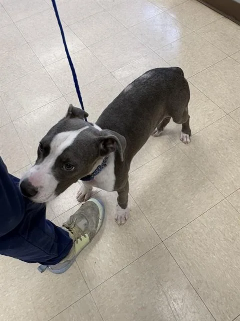 A young small-sized male Staffordshire Bull Terrier dog named Jake for adoption in Killeen, TX