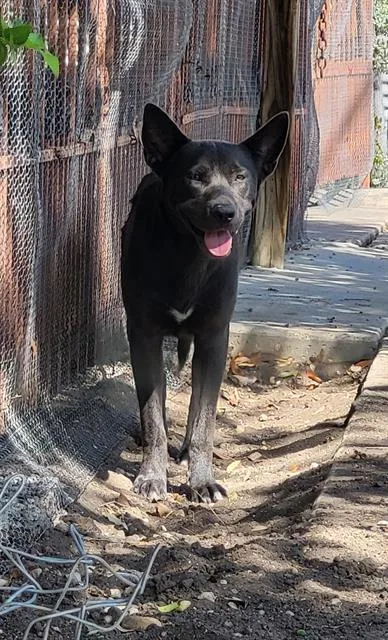 A young medium-sized male Chow Chow dog named Travis for adoption in San Antonio, TX