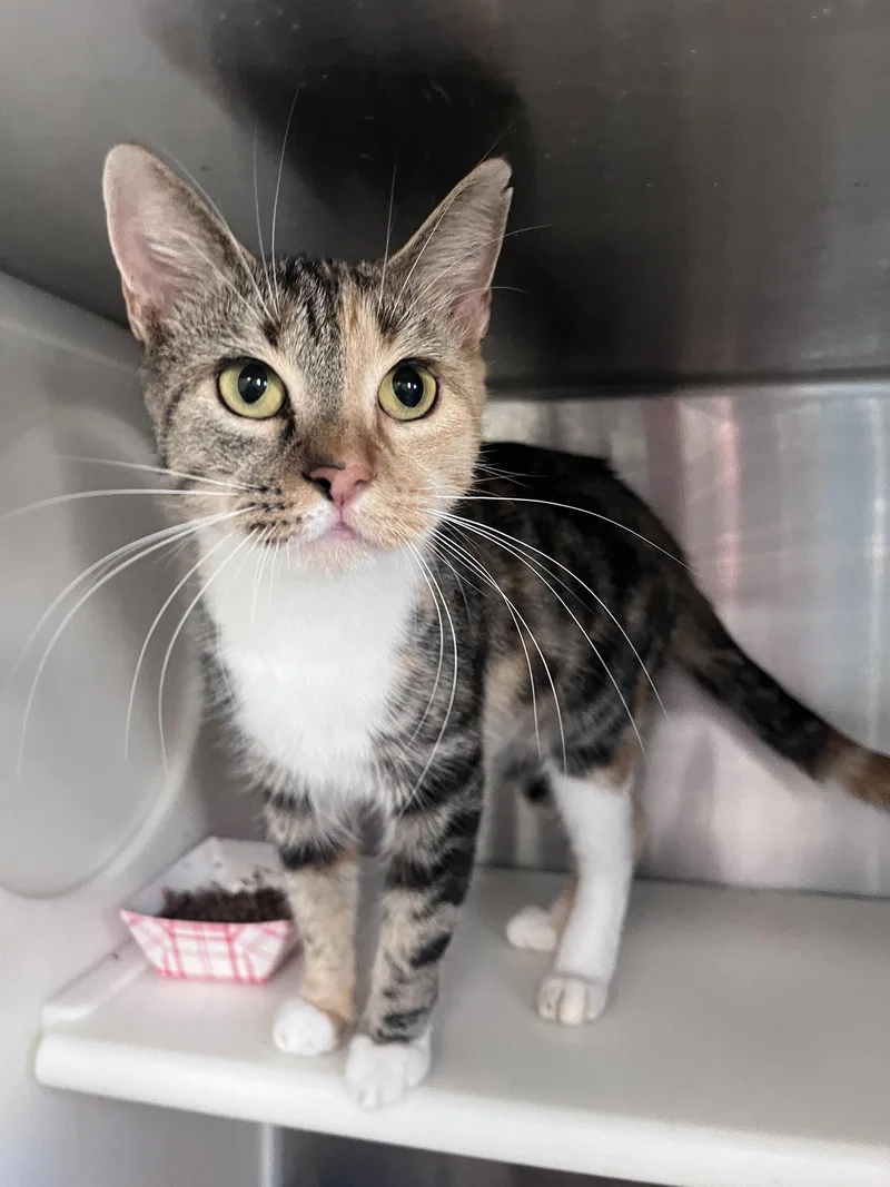 An adult medium-sized female Domestic Short Hair cat named Diala for adoption in Carrollton, GA