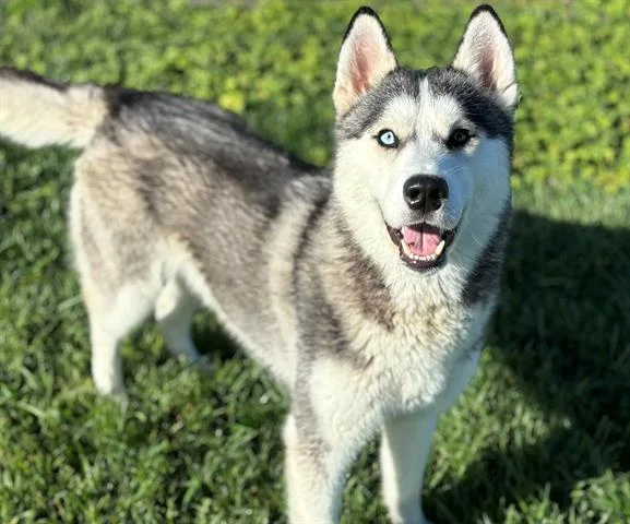An adult large-sized male Husky dog named Dante for adoption in Fairfield, CA
