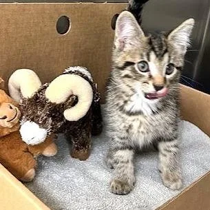 A baby small-sized male Brown / Chocolate Domestic Short Hair cat named Quentin for adoption in Novelty, OH