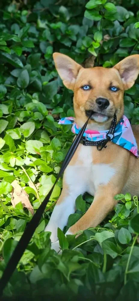 A baby large-sized female Husky dog named Nikita for adoption in Norfolk, MA