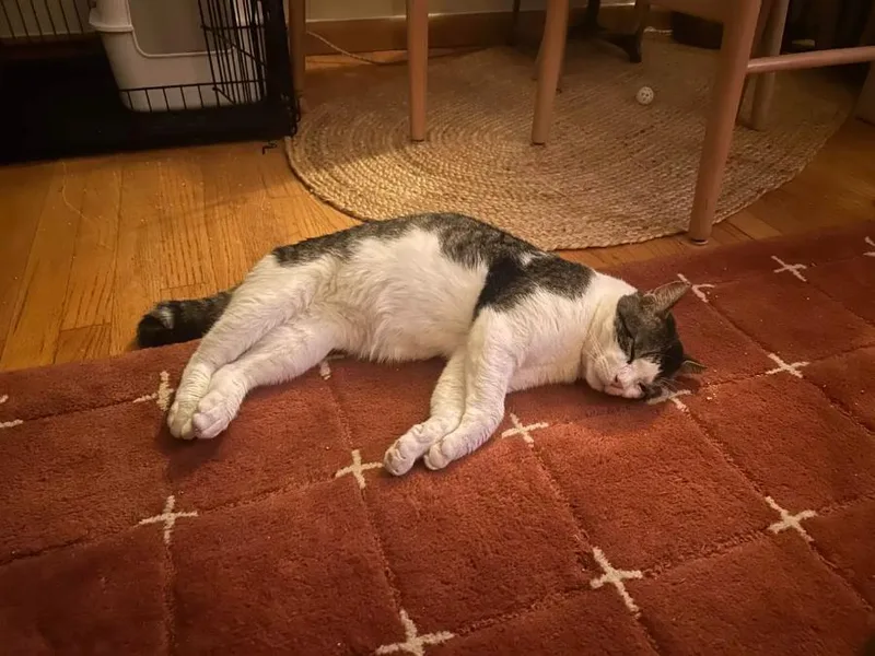 An adult large-sized male Black & White / Tuxedo Domestic Short Hair cat named Meatball for adoption in Brooklyn, NY