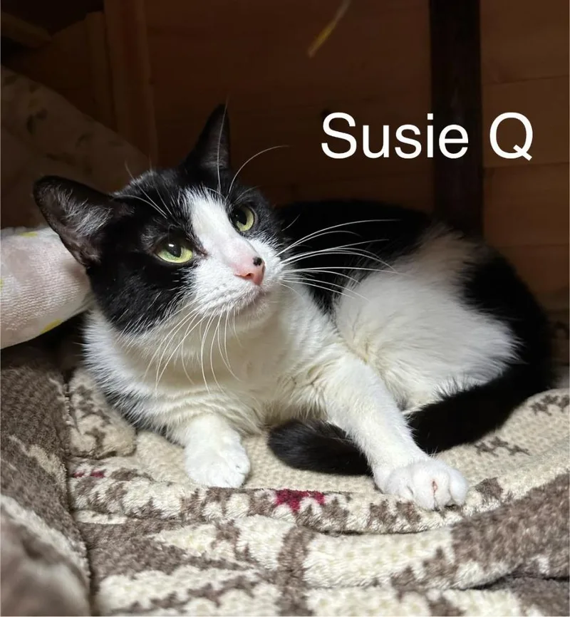 Susie Q thumbnail 3