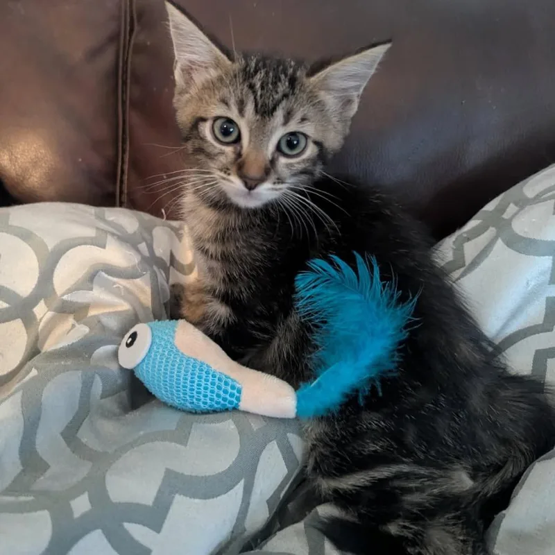 A baby small-sized male Gray / Blue / Silver Domestic Short Hair cat named Saja for adoption in Las Vegas, NV