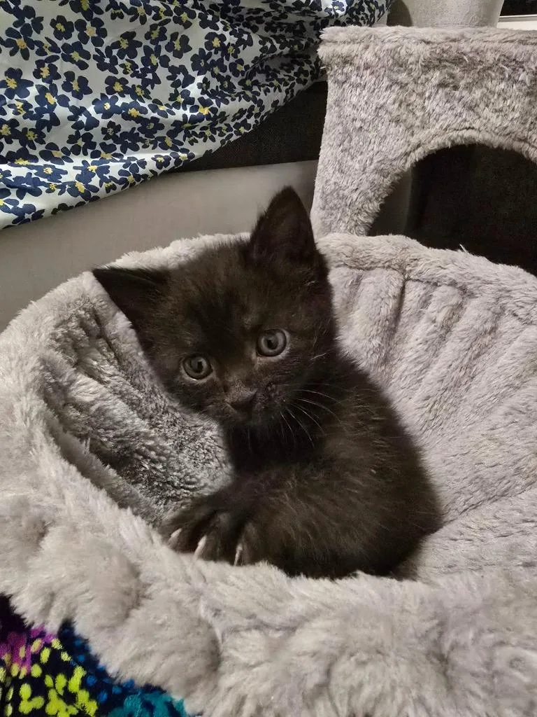 A baby medium-sized male Domestic Short Hair cat named Onix for adoption in Hoover , AL