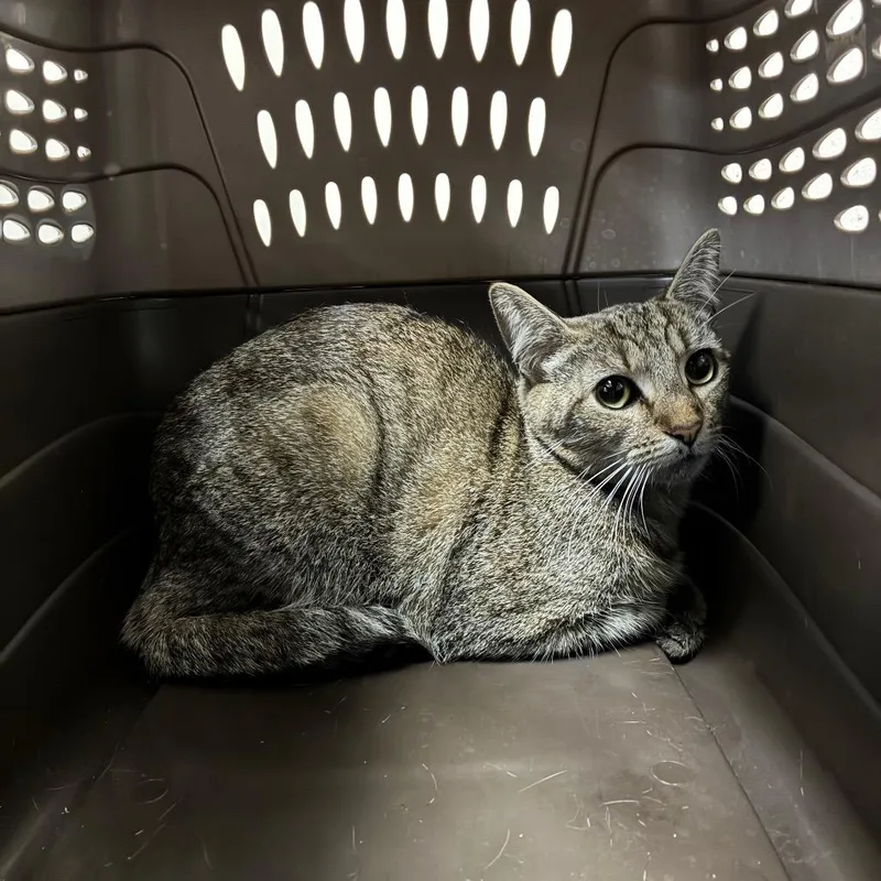 An adult medium-sized female Brown / Chocolate Domestic Short Hair cat named Pineapple for adoption in Pasadena, CA