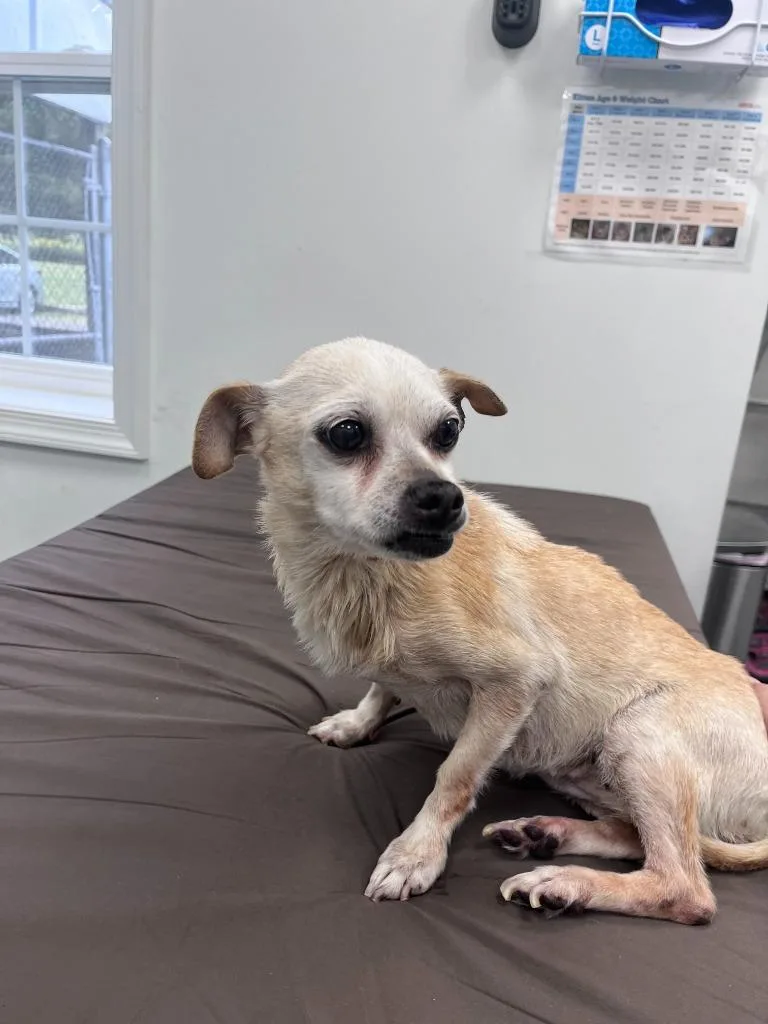 A senior medium-sized female Chihuahua dog named Ginger for adoption in Cambridge, MD