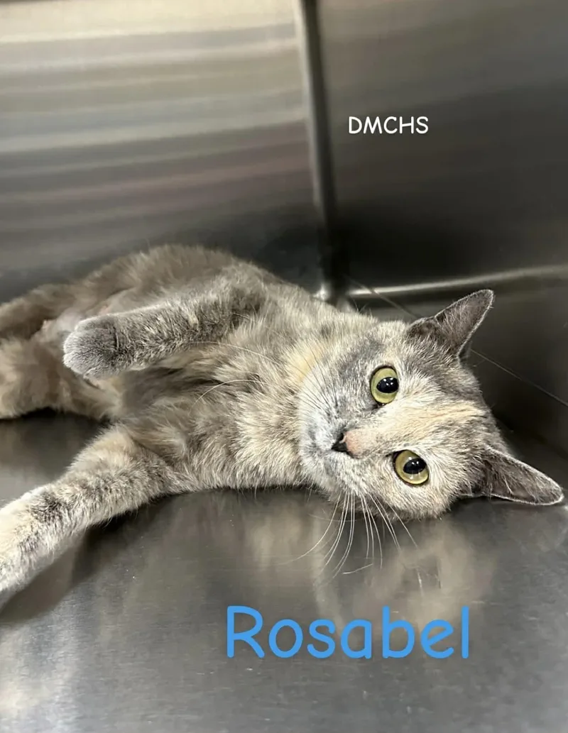A young medium-sized female Dilute Tortoiseshell Domestic Short Hair cat named Rosabel for adoption in Burlington, IA
