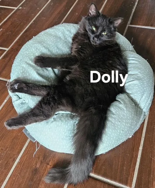 Dolly