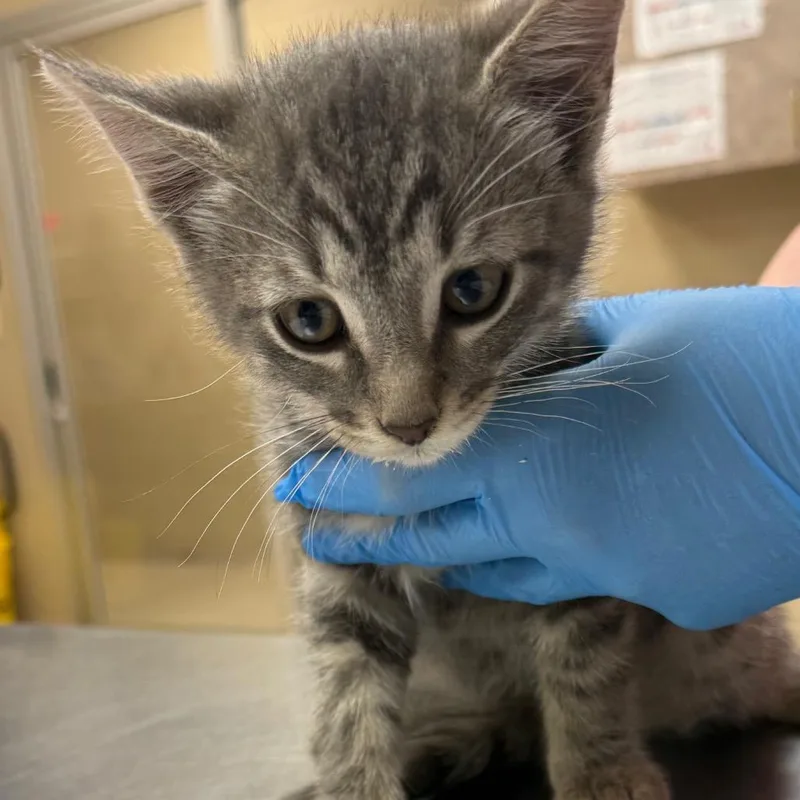 A baby small-sized male Gray / Blue / Silver Domestic Short Hair cat named Pirelli for adoption in Birmingham, AL