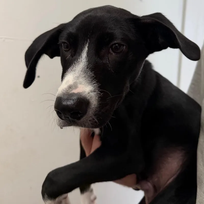 A baby small-sized male Black Labrador Retriever dog named Marmaduke for adoption in Birmingham, AL