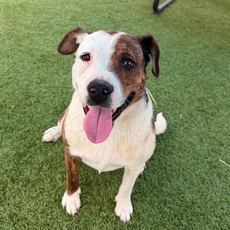 A young medium-sized female Brindle Pit Bull Terrier dog named Sweet pea for adoption in Idaho Falls, ID