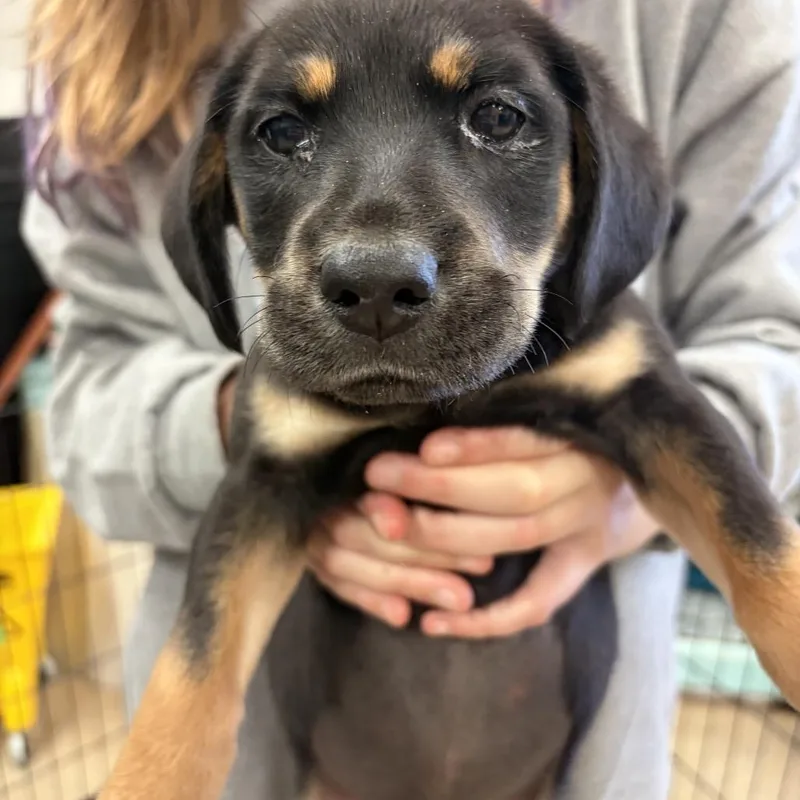 A young small-sized female Black Terrier dog named Jety for adoption in Webster, TX