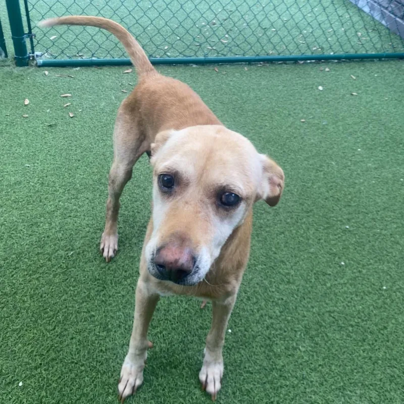 An adult medium-sized female White / Cream Labrador Retriever dog named Dorothy for adoption in LOXAHATCHEE, FL