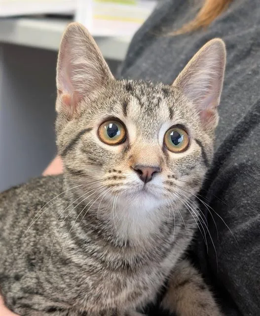 A baby medium-sized male Domestic Short Hair cat named Allen for adoption in Canfield, OH