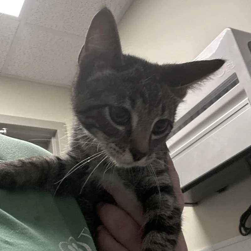 Nermal thumbnail 2