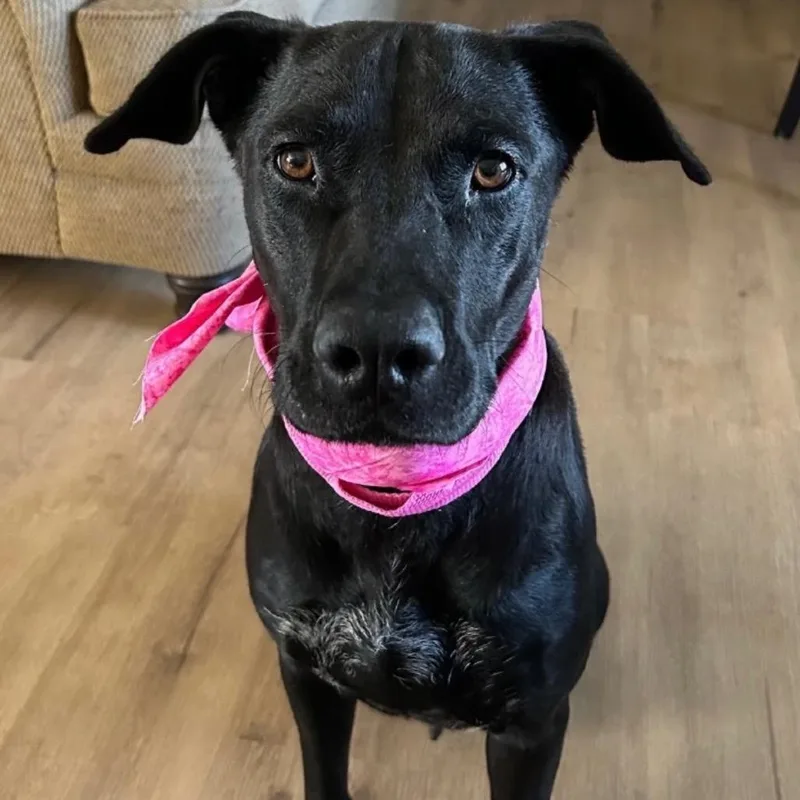 An adult large-sized female Black Labrador Retriever dog named Millie for adoption in Avon, OH