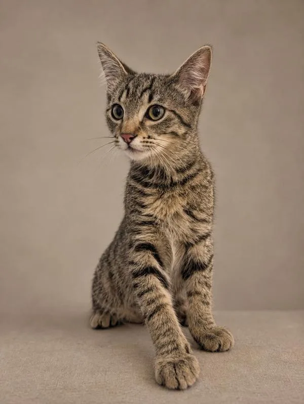 A baby small-sized male Domestic Short Hair cat named 32102 for adoption in Austin, TX