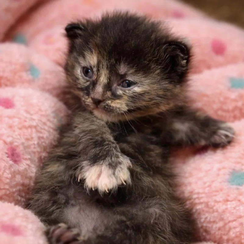 A baby small-sized female Calico American Shorthair cat named Mardi for adoption in Monroe, MI
