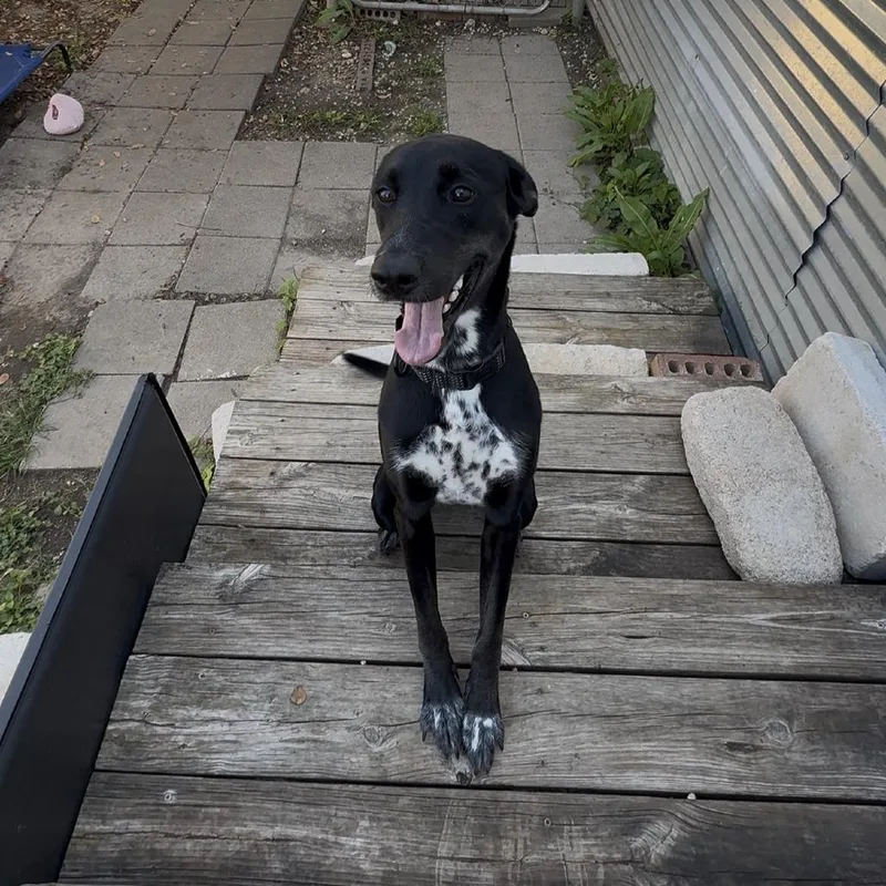 A young medium-sized female Black Mixed Breed dog named Nora for adoption in Leander, TX