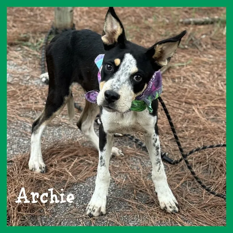 A young medium-sized male Tricolor (Brown, Black, & White) Mixed Breed dog named Archie for adoption in Sumter, SC