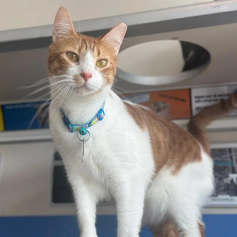 An adult small-sized male Domestic Short Hair cat named Wolf for adoption in Port Washington, NY