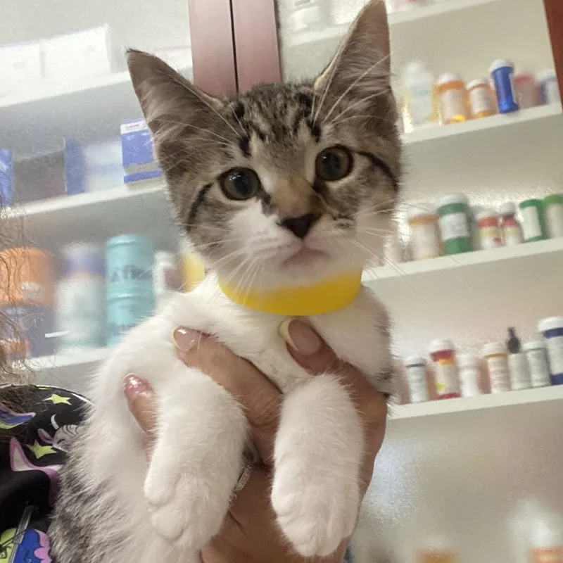 A baby small-sized male Gray / Blue / Silver Domestic Short Hair cat named Perch for adoption in Columbus, GA