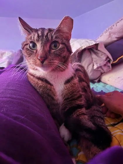 An adult medium-sized female Domestic Short Hair cat named Pepper for adoption in Washington, DC