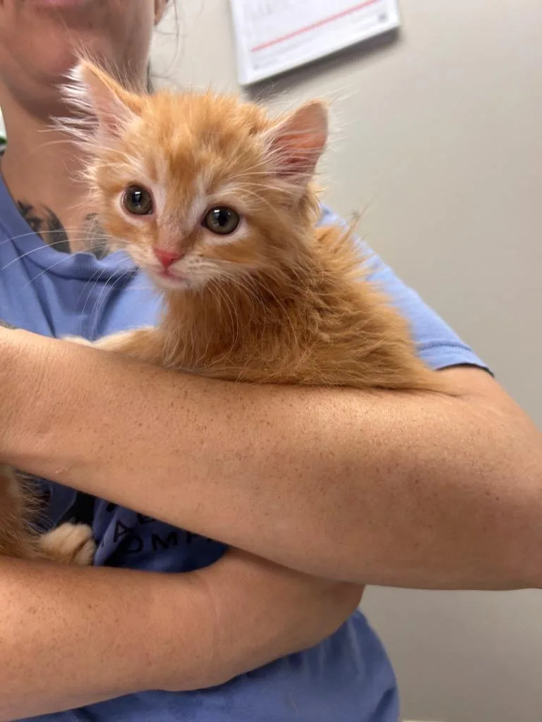 A baby small-sized female Domestic Short Hair cat named Miley for adoption in New Manchester, WV